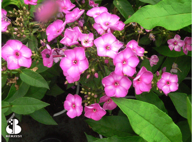 Phlox paniculata   'Sweet Summer Purple Bicolor'